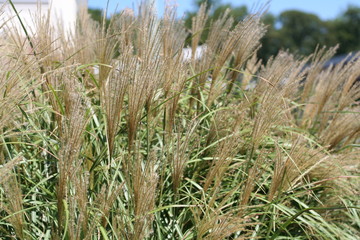 Feathered Grasses