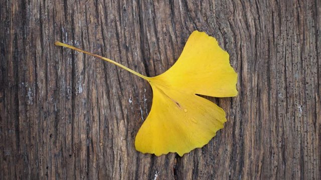 Composition of ginkgo biloba leaves on the table. Ginkgo biloba leaves on a texture board.