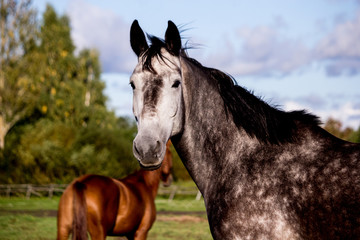 Portrait of gray horse in summer