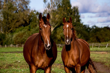 Obraz premium Two brown horses standing together