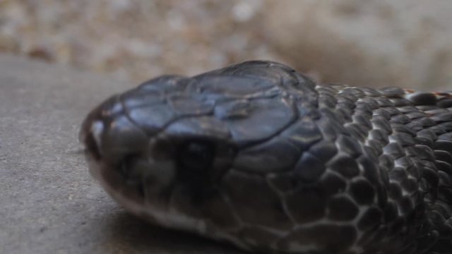 Close up of cobra head on a rock in slow motion with tongue coming out pointing to the left.