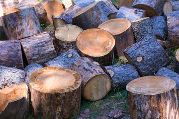 sawn into small pieces the trunk of a pine tree