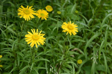 Closeup Buphthalmum salicifolium known as ox-eye with blurred background in garden