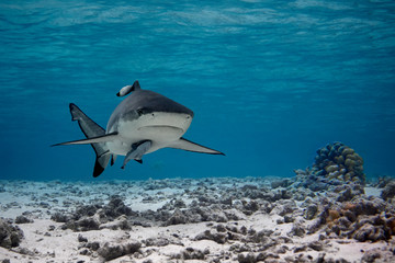 shark in sea