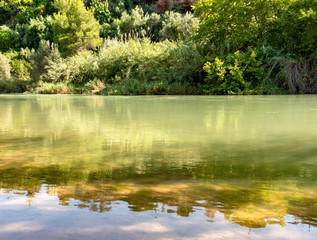 Rio con vegetación