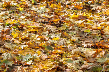 Sunny yellow fallen leaves in the fall.