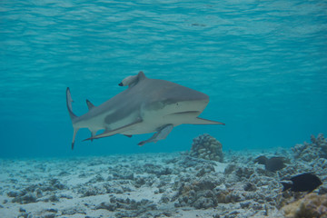 Fototapeta premium sharks in the sea