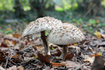 Two mushrooms chlorophyllum growing between foliage in the park in autumn