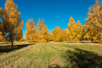 Naklejka premium birch trees in the forest on a clear day in autumn