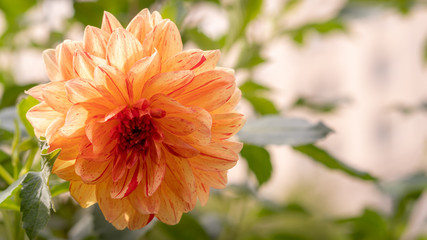 Large orange and yellow dahlia bloomed on a green background