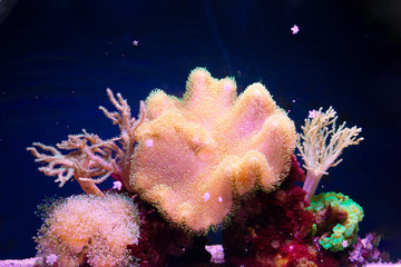corals in a marine aquarium, shallow DOF