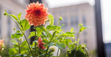 Large orange and yellow dahlia bloomed on a green background in a city