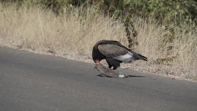 Bateleur bird eating prey on the road
