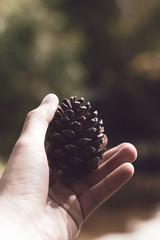 close up focus on hand man holding the pine cone of fir tree with natural forest background in holiday morning