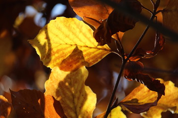 Autunno in Val di Mello