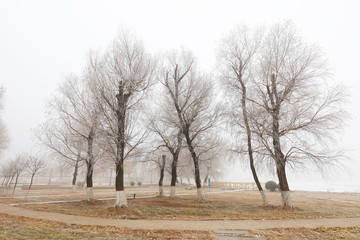 A park in the haze