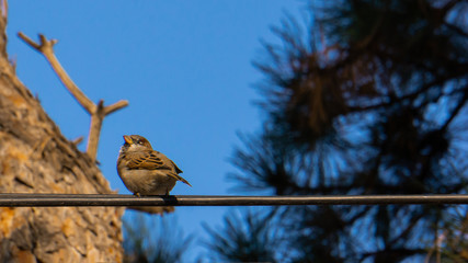 Bird on a cable