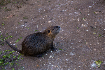 Eurasian beaver (Castor fiber) standing on the ground and looking up