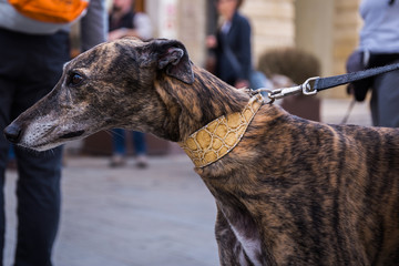 Face of a Spanish Greyhound Galgo dog on a leash in the city