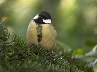 Big tit posing