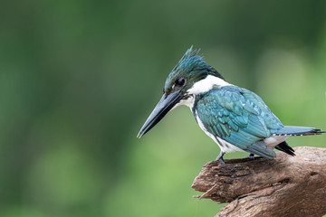 Brazilian Kingfisher bird sitting on branch profile 