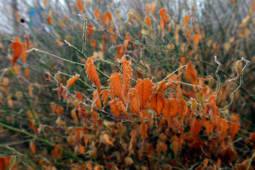 Kerria japonica in frost and snow