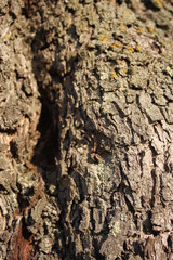 Baumrinde