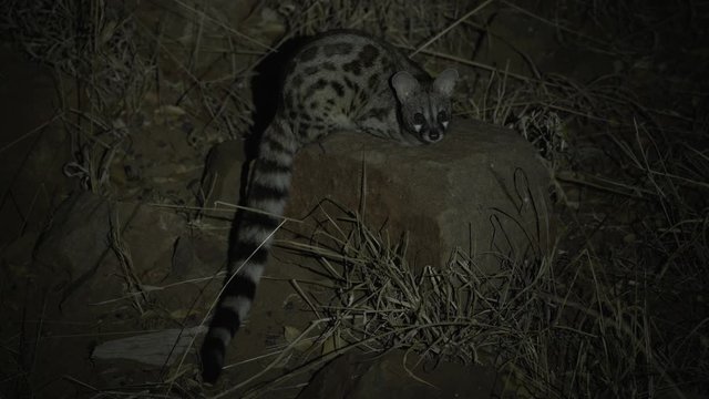 African genet cat looking at the camera at night