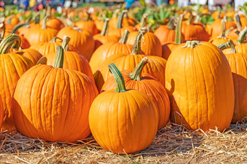 Pumpkin patch farm in Autumn.