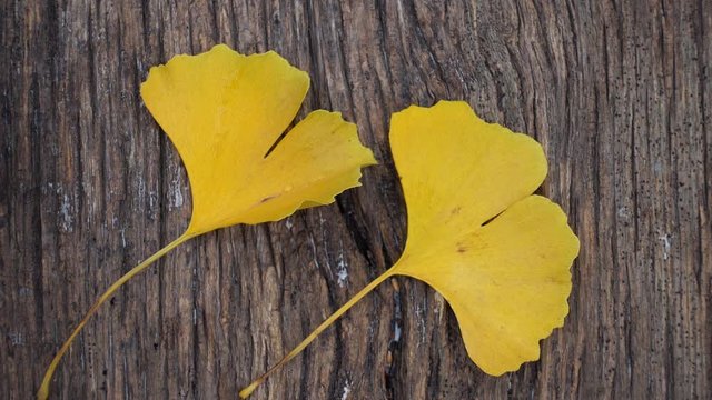 Composition of ginkgo biloba leaves on the table. Ginkgo biloba leaves on a texture board.
