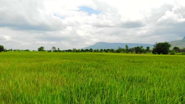 The rice paddy field 