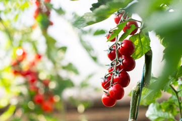 Beautiful red ripe cherry tomatoes