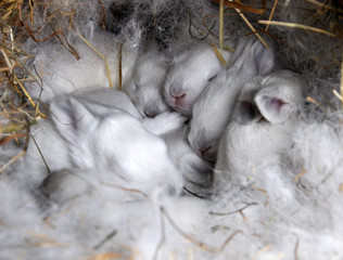 A ten-day breeding rabbit of the California breed maternity department