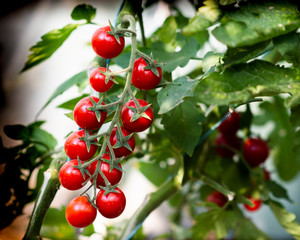 Beautiful red ripe cherry tomatoes