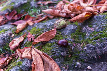 Fresh conker laying on a root tree between leaves autumn mood