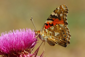 Vanessa cardui 714