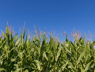 Corn field with blue sky.