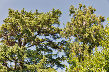 Coniferous tree crown in Tuscany, Italy.