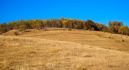 hills in the fall season, Fantanele village, Sibiu county, Romania