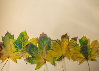 Colorful autumn leaves on pale yellow background, blank template, frame made of fall leaves, autumn background
