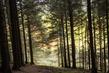 Obraz premium break in the trees