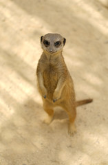 Fototapeta premium Meerkat standing on its hind legs looking at camera, pretty alone wild animals in safari park taken in Spain