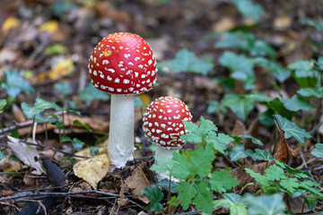 Baby Fliegenpilz Duett