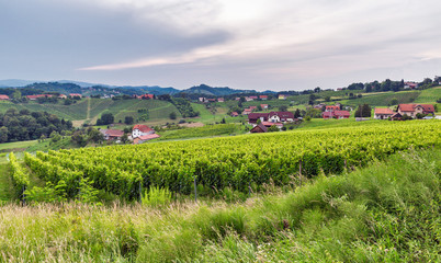 Fototapeta na wymiar Summer Slovenian landscape near Maribor, Slovenia.