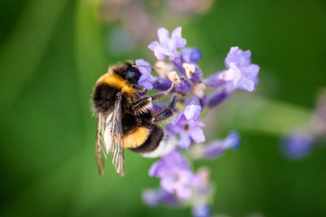 The bee on the lavender blossom