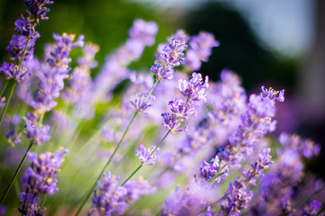 Fototapeta premium Purple fragrant lavender in full blossom