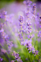 Purple fragrant lavender in full blossom