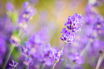Purple fragrant lavender in full blossom