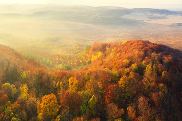 Autumn forest on mountain valley