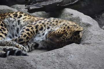 Leopard sleeping on a rock